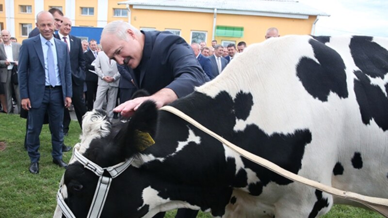 Лукашэнка заявіў, што сьніць, як доіць каровы