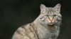 Дзікі лясны кот вярнуўся ў Беларусь праз 90 гадоў пасьля зьнікненьня