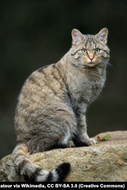 Дзікі лясны кот, сфатаграфаваны ў Бэльгіі ў 2013 годзе