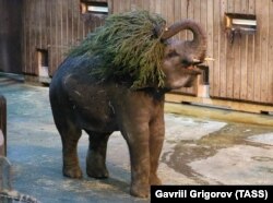 Индийский слон играет с елкой, Московский зоопарк, Москва, 2020
