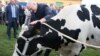 During a farm visit in 2016, Belarusian President Alyaksandr Lukashenka was presented a cow.