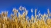 Пшеничное поле в Украине (архивное фото)