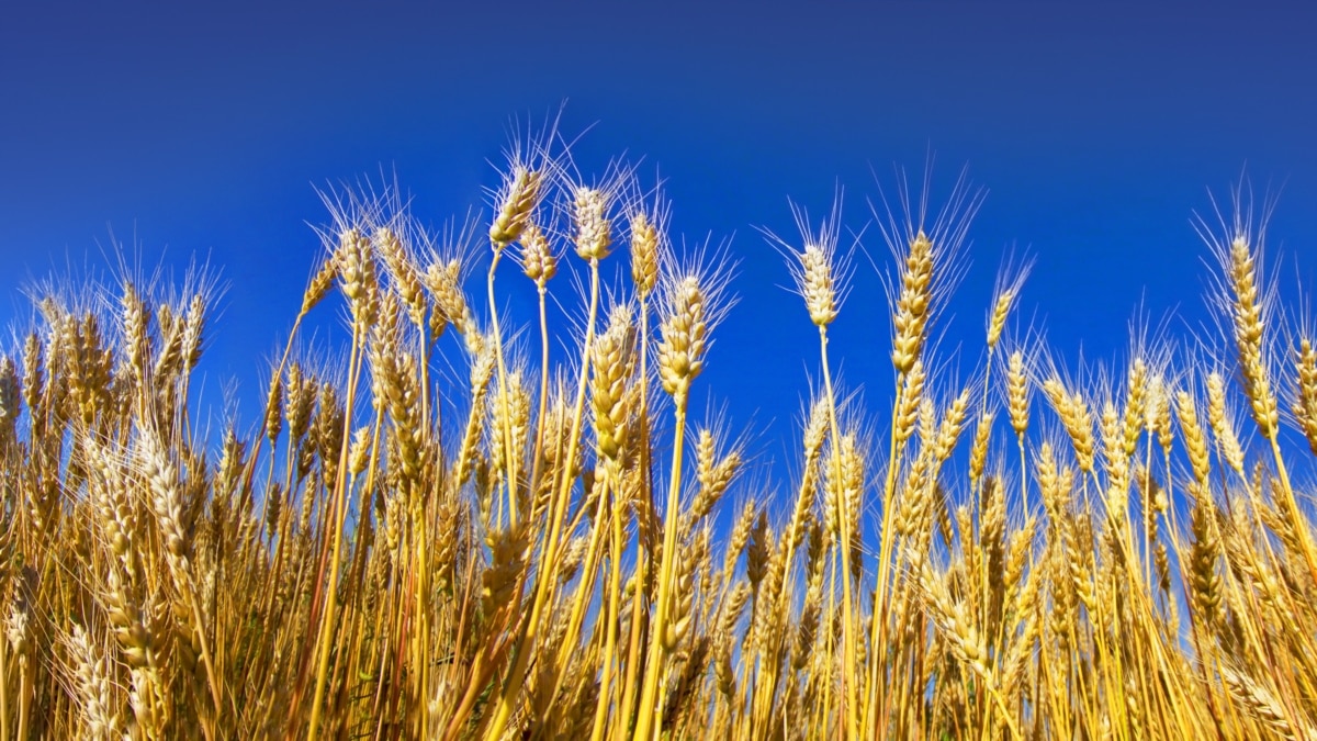 У Мінагрополітики заявляють про позитивну динаміку продажу зерна