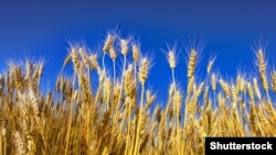 Ukrajina, glavni proizvođač žitarica, izvezla je do 6 miliona tona žitarica mjesec dana prije nego što je Rusija napala zemlju u februaru. 