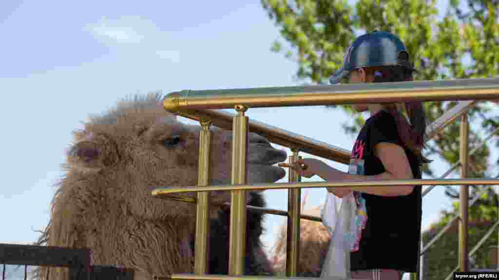 Дівчинка годує верблюда в сафарі-парку &laquo;Тайган&raquo;