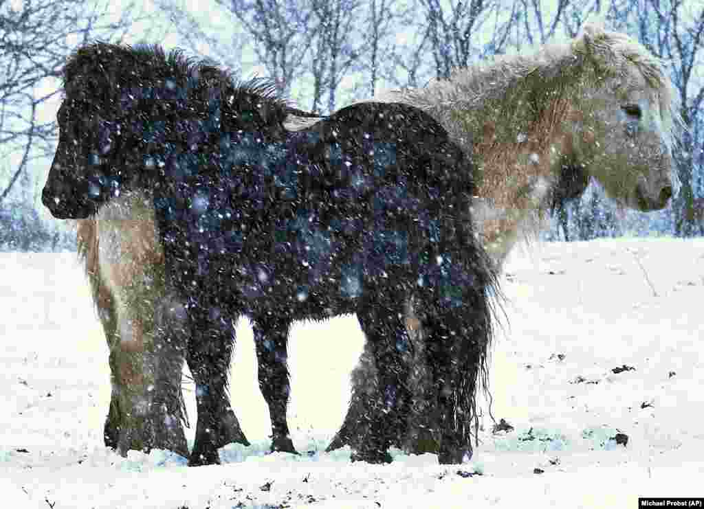 Two horses stand close together for warmth during a snowstorm in Anspach, near Frankfurt, Germany. (AP/Michael Probst)