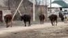 Коровы идут с пастбища. Село Умбетали, Алматинская область. 