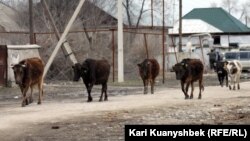 Өрістен қайтқан сиыр. (Көрнекі сурет)