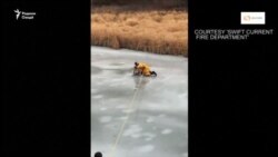 Хадамоти наҷоти Канада сагеро аз обанбори яхзада берун кашиданд.