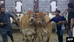Livestock vendors display their bulls to customers at a cattle market in Hyderabad in Pakistan's Sindh Province ahead of the Muslim festival of <a href="https://www.rferl.org/a/muslims-celebrate-eid-al-adha-photo-gallery/32996159.html" target="_self"><strong>Eid al-Adha</strong></a>.