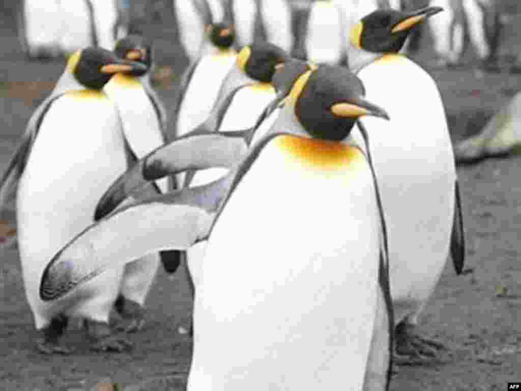 Антарктида - Тағйири иқлим пингвинҳоро "бехонаву дар" мекунад
