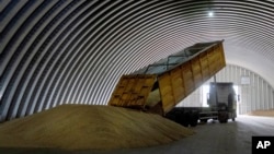 A dump track unloads grain in a granary in Ukraine. (file photo)
