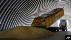 O basculantă descarcă cereale într-un hambar din satul Zghurivka, Ucraina, 9 august 2022. Guvernul Poloniei a anunțat sâmbătă că a decis să interzică temporar importurile de cereale și alte alimente din Ucraina, încercând să calmeze furia crescândă a fermierilor polonezi.