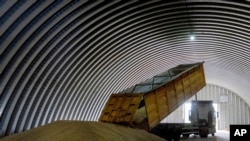 Самоскид розвантажує зерно в зерносховищі у селі Згурівка. Україна, 9 серпня 2022 року
