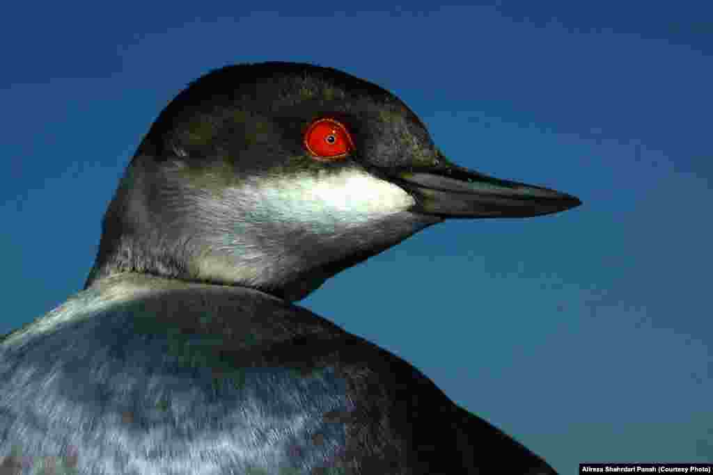 کشیم گردن سیاه، نام علمی: Black Necked Grebe،&nbsp;طول اين پرنده ۳۰ سانتيمتر است، رنگ روی بدن با پر ريزی در فصل توليد مثل و در زمستان متفاوت است. زيستگاه: بيشتر در تالاب&zwnj;ها و برکه&zwnj;های باتلاقی با پوشش گياهی نی به سر می&zwnj;برند و گاهی هم در کنار ساحل و در درياچه&zwnj;ها ديده می&zwnj;شوند