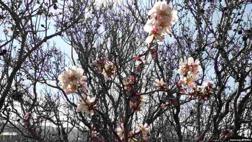 Цвітіння мигдалю на Керченському півострові
