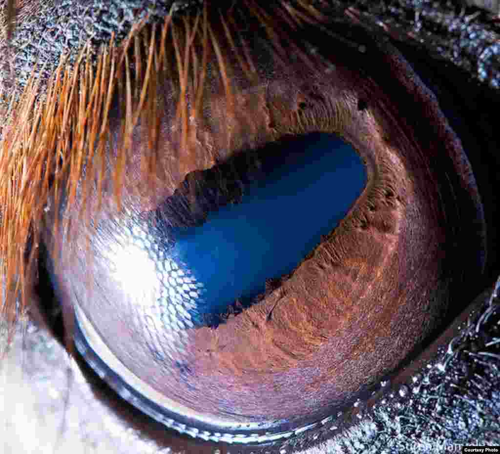 The eye of a horse