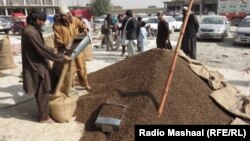 آرشیف، حاصلات جلغوزه در ولایت خوست
