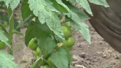 Карантин ба кори кишоварзони хатлонӣ асаре нагузошт