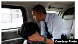 Президент США Барак Обама со своей собакой по кличке Бо. 