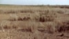 Withering reeds in the former Iraqi marsh area