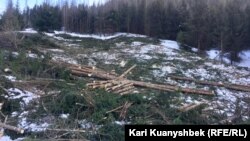 Бутаковка шатқалындағы кесілген шыршалар. Алматы, 23 қараша 2018 жыл. 