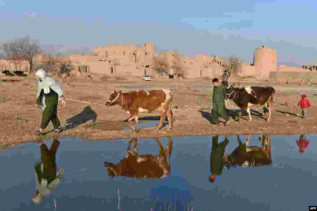 Afghan residents are reflected in a pool of water they walk with cattle in the outskirts of Herat. (AFP/Aref Karimi)