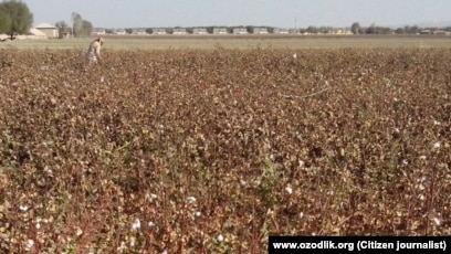 Disney kichik suv parisi porno video