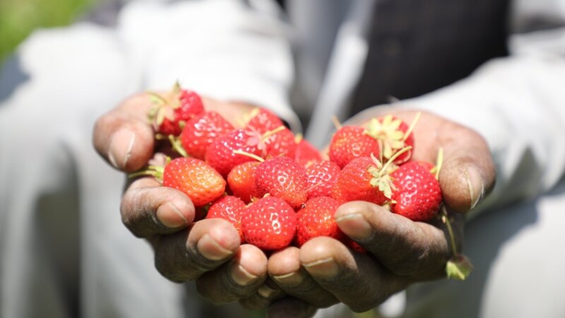 افغانستان کې تېر کال ۲۹۹ مټریکه ټُنه ځمکني توت تولید شوي