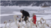 Moldova, Hundreds of swans winter every year on the Dniester River in Sanatauca. The locals feed them, especially when the river freezes