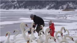 Lebedele care iernează pe Nistru