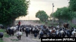 Çekene sürüsini oba sürüp getirýän çopan. 2013 ý.