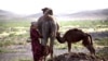 Живущие в Тамдынском районе Узбекистана казахи разводят в основном одногорбых верблюдов <span style="font-size: 11.5pt; line-height: 115%; font-family: Arial, sans-serif;">&mdash;</span> дромедаров. Местные жители, считающие, что верблюжье молоко помогает при заболеваниях печени, часто приезжают за шубатом в села, где живут верблюдоводы.
