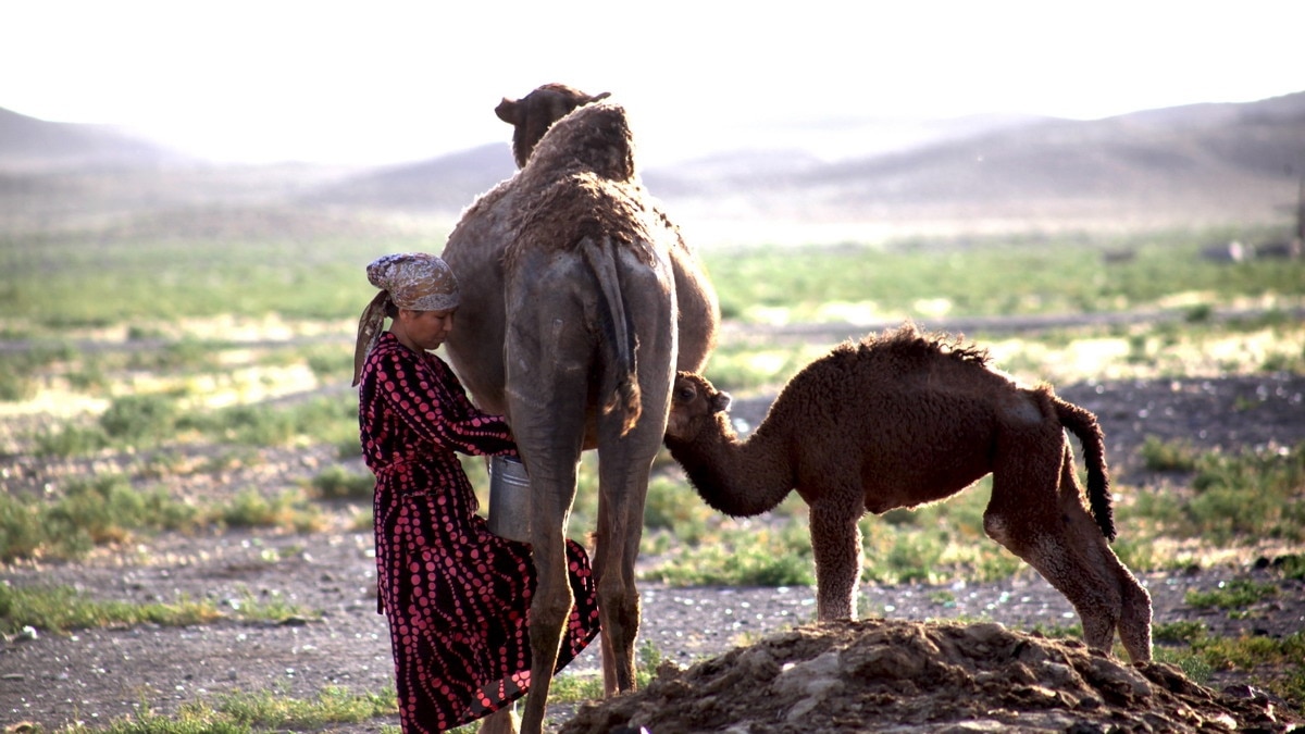 Казахи-верблюдоводы в Зарафшане