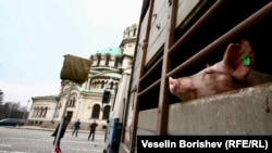 Прасета, докарани от поддръжници на кабинета "Борисов" на контрапротест в София, 21 февруари 2013 г.