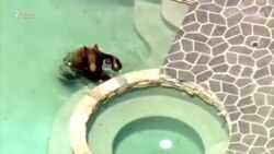 Дар ҳавои гарм хирс ҳавзи шиновариро ишғол кард