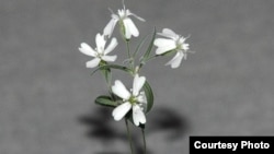 A silene stenophylla grown from tissue of fossil fruit found in a squirrel burrow that had been stuck in Siberian permafrost for over 30,000 years.