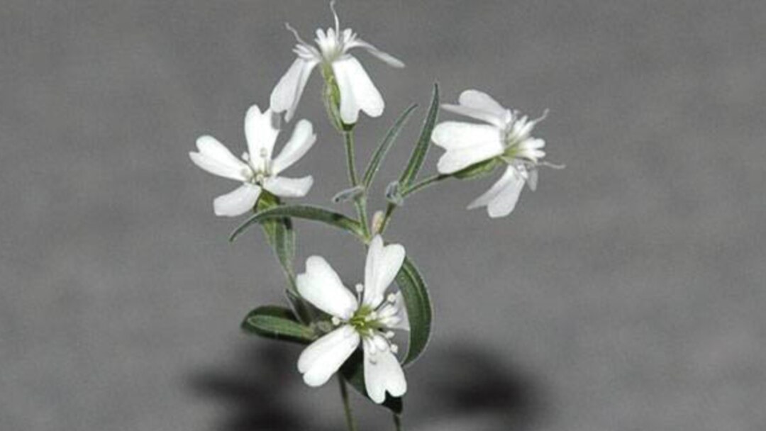 Кавказ қыздарының порносын көру Онлайн порнодағы поляк әйелдері