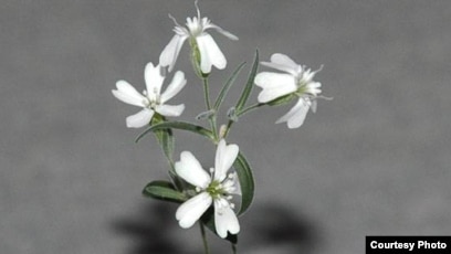 Қамшымен жыныстық қатынас түрлері Пискамен жыныстық қатынас