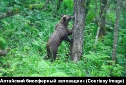 Медвідь у лісі. Алтай, Росія