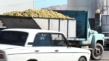 Խաղողի բերքն առատ է, կա պետական աջակցություն, բայց արտահանման խոչընդոտները «խեղճացրել են» որոշ գործարանների
