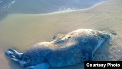 Туша погибшего тюленя на берегу Каспийского моря. Под этой тушей можно увидеть тушу погибшего тюлененка. Фото предоставлено читателем радио Азаттык. Мангистауская область, 3 мая 2011 года.