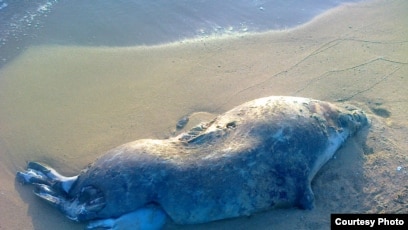 Сауна әйелі достық секс