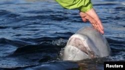 A beluga whale captured and held in a pen off Russia's Far East coast is stroked by Vladimir Putin in 2009.