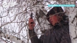 На березу за знаниями: студент из России каждый день лезет на дерево (видео)