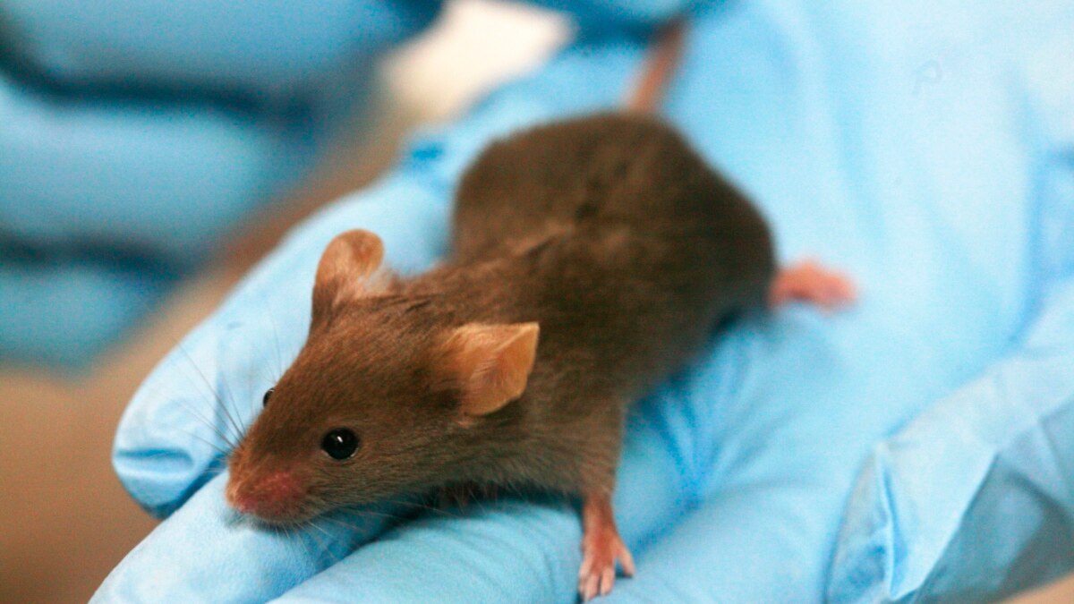 Japanese scientists created mice from two fathers