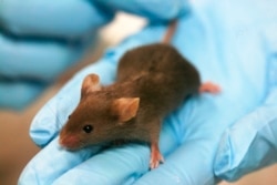 Miševi su najčešće korištena laboratorijska životinja, dijelom i zato što su jeftini i brzo se razmnožavaju.