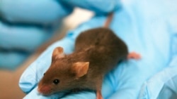 Миші є найбільш часто використовуваними лабораторними тваринами, частково тому, що вони дешеві і швидко розмножуються
