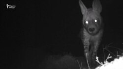 "Мурдахӯр" ба Тоҷикистон баргашт, бо нияти хайр.