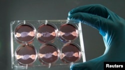 Uzorci in vitro mesa ili mesa uzgojenog u laboratoriji, ilustracija